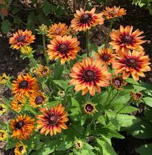 Attēlu rezultāti vaicājumam “Rudbeckia hirta var. pulcherrima”