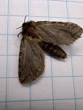 Attēlu rezultāti vaicājumam “Hepialidae”