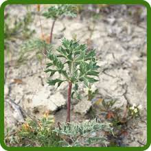 Attēlu rezultāti vaicājumam “Eryngium planum fruit”