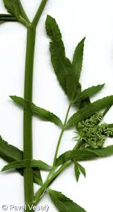 Attēlu rezultāti vaicājumam “Sium latifolium leaf”