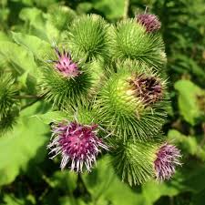 Attēlu rezultāti vaicājumam “Arctium lappa”