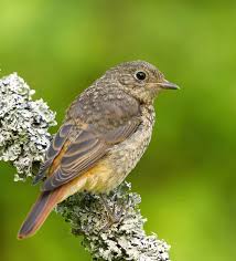 Attēlu rezultāti vaicājumam “Ficedula hypoleuca juvenile”