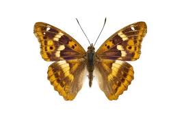 Attēlu rezultāti vaicājumam “Apatura ilia”