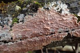 Attēlu rezultāti vaicājumam “Corticium roseum”