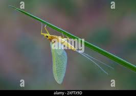 Attēlu rezultāti vaicājumam “Heptagenia sulphurea female”