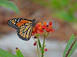 Image result for monarch butterfly