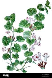 Image result for Glechoma hederacea