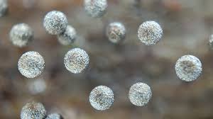 Attēlu rezultāti vaicājumam “Collaria arcyrionema young”