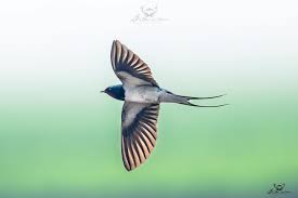 Attēlu rezultāti vaicājumam “Hirundinidae”