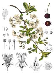 Attēlu rezultāti vaicājumam “Cerasus”