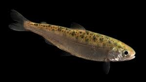 Image result for Salmo zrmanjaensis
