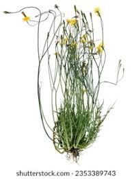 Attēlu rezultāti vaicājumam “Leontodon hispidus”