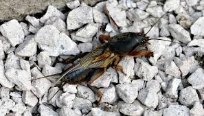 Attēlu rezultāti vaicājumam “Gryllotalpa gryllotalpa”