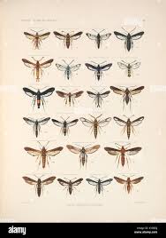 Attēlu rezultāti vaicājumam “Sesiidae”