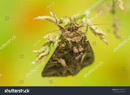 Attēlu rezultāti vaicājumam “Trachea atriplicis”