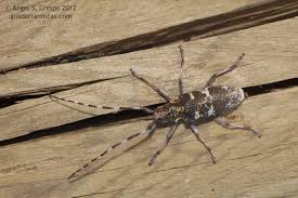 Attēlu rezultāti vaicājumam “Monochamus galloprovincialis”