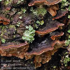 Attēlu rezultāti vaicājumam “Phellinus chrysoloma”