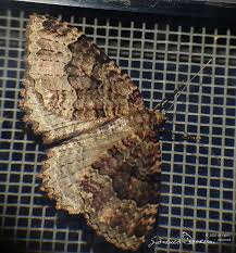 Attēlu rezultāti vaicājumam “Triphosa dubitata”