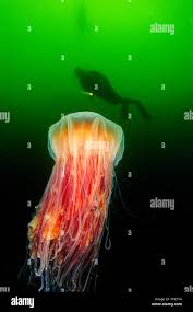 Image result for Cyanea capillata