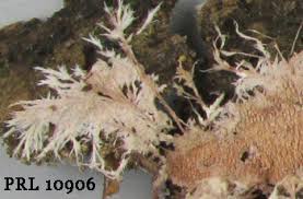 Attēlu rezultāti vaicājumam “Steccherinum fimbriatum”