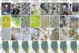 Attēlu rezultāti vaicājumam “Chaenotheca stemonea”