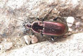 Attēlu rezultāti vaicājumam “Poecilus lepidus”