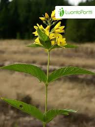 Attēlu rezultāti vaicājumam “Lysimachia vulgaris”