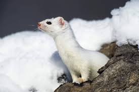 Attēlu rezultāti vaicājumam “Mustela erminea adult”