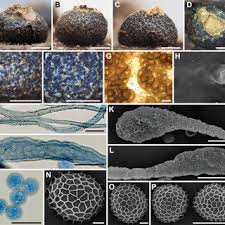 Attēlu rezultāti vaicājumam “Lycogala cf. fossiculatum macro”