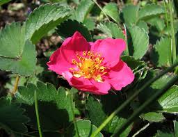 Attēlu rezultāti vaicājumam “xComagaria rosea  flower”