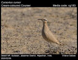 Image result for Cursorius cursor