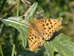 Attēlu rezultāti vaicājumam “Argynnis laodice”