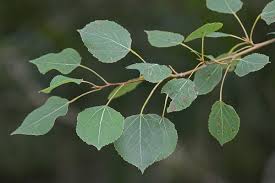 Attēlu rezultāti vaicājumam “Populus”