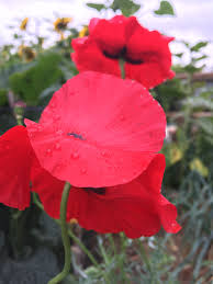 Attēlu rezultāti vaicājumam “Papaver rhoeas”