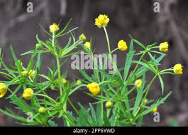 Attēlu rezultāti vaicājumam “Ranunculus cassubicus bud”