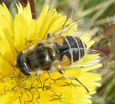 Attēlu rezultāti vaicājumam “Eristalis sp.”
