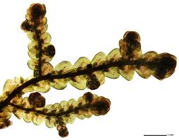 Attēlu rezultāti vaicājumam “Frullania tamarisci”
