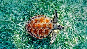 Image result for Chelonia mydas