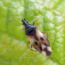 Attēlu rezultāti vaicājumam “Anthocoris nemorum”