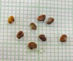 Attēlu rezultāti vaicājumam “Astragalus glycyphyllos fruit”