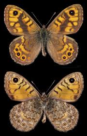 Attēlu rezultāti vaicājumam “Lasiommata megera female”