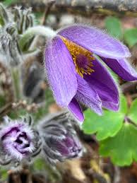 Attēlu rezultāti vaicājumam “Pulsatilla vulgaris flower”