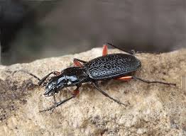 Attēlu rezultāti vaicājumam “Pterostichus quadrifoveolatus”