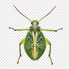 Attēlu rezultāti vaicājumam “Heteroptera”