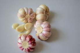 Attēlu rezultāti vaicājumam “Allium sativum fruit”