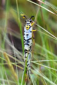 Attēlu rezultāti vaicājumam “Myrmeleontidae imago”