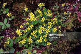 Attēlu rezultāti vaicājumam “Saxifraga cymbalaria flower”