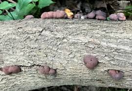 Attēlu rezultāti vaicājumam “Daldinia concentrica”