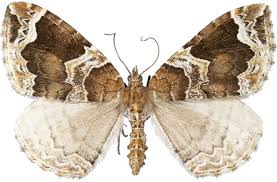 Attēlu rezultāti vaicājumam “Eulithis prunata”