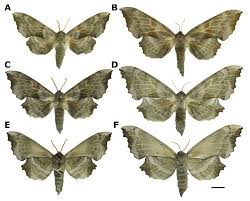 Attēlu rezultāti vaicājumam “Laothoe amurensis”